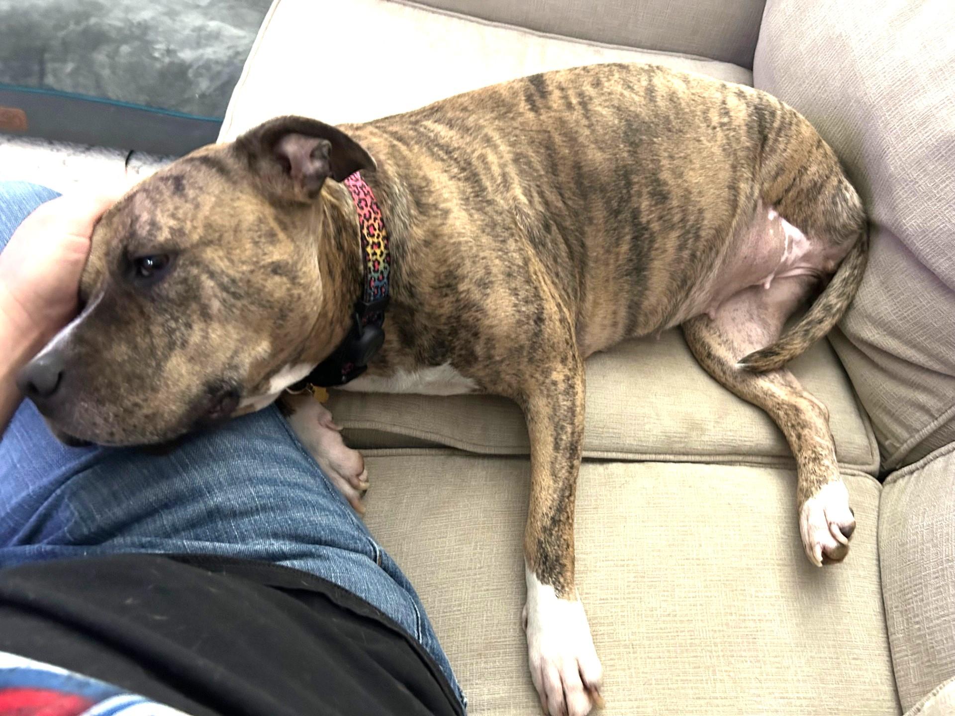 Cammi, sweet, dainty and loving tripod, great family dog !, an adoptable mixed breed in Richmond, VA image 5/6