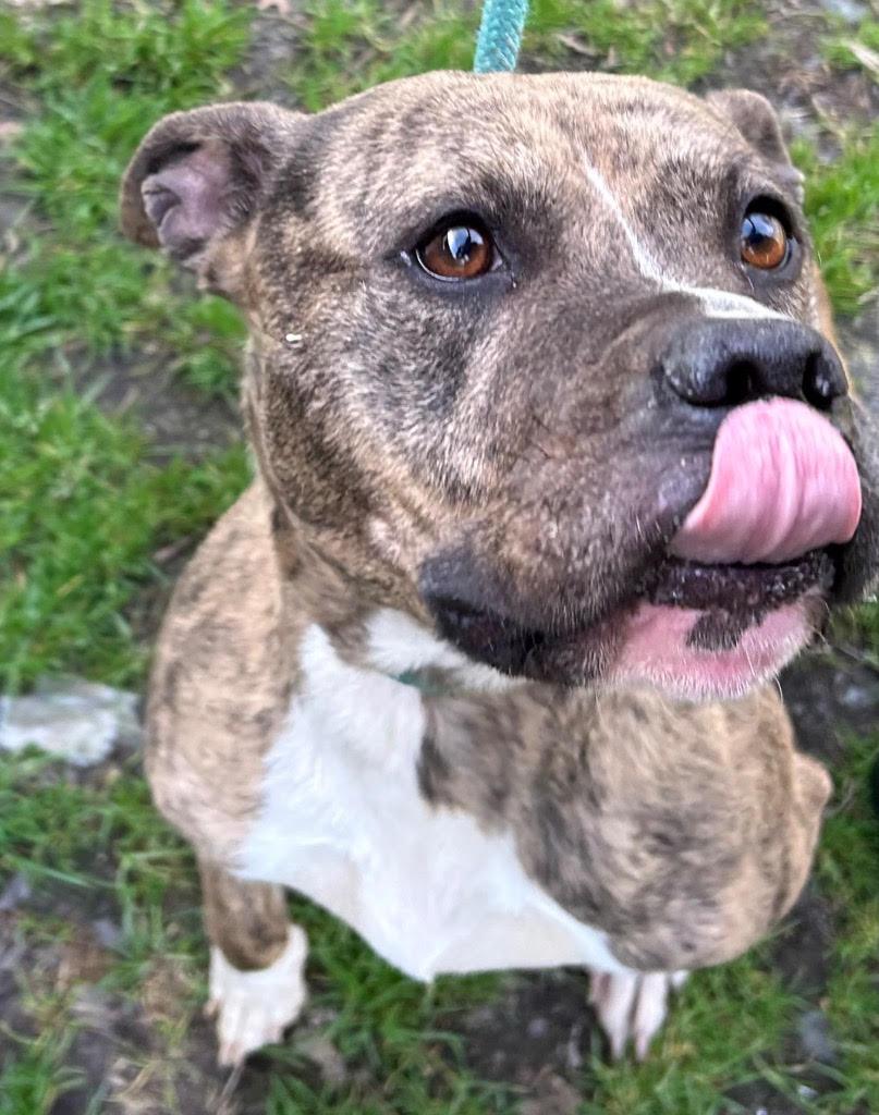 Cammi, sweet, dainty and loving tripod, great family dog !, an adoptable mixed breed in Richmond, VA image 4/6