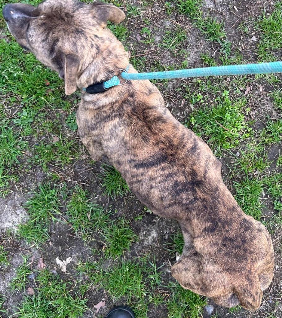 Cammi, sweet, dainty and loving tripod, great family dog !, an adoptable mixed breed in Richmond, VA image 6/6