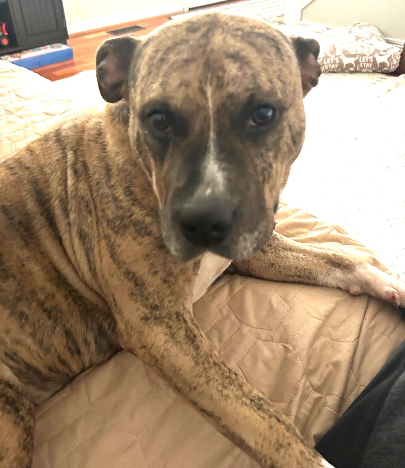 Cammi, sweet, dainty and loving tripod, great family dog !, adoptable, Young Female American Staffordshire Terrier & American Bulldog.