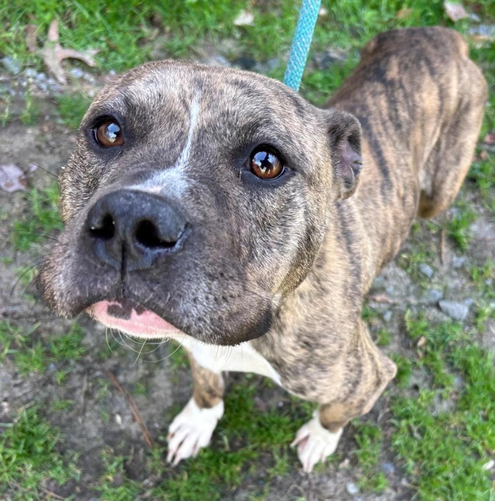 Cammi, sweet, dainty and loving tripod, great family dog !, adoptable, Young Female American Staffordshire Terrier & American Bulldog.
