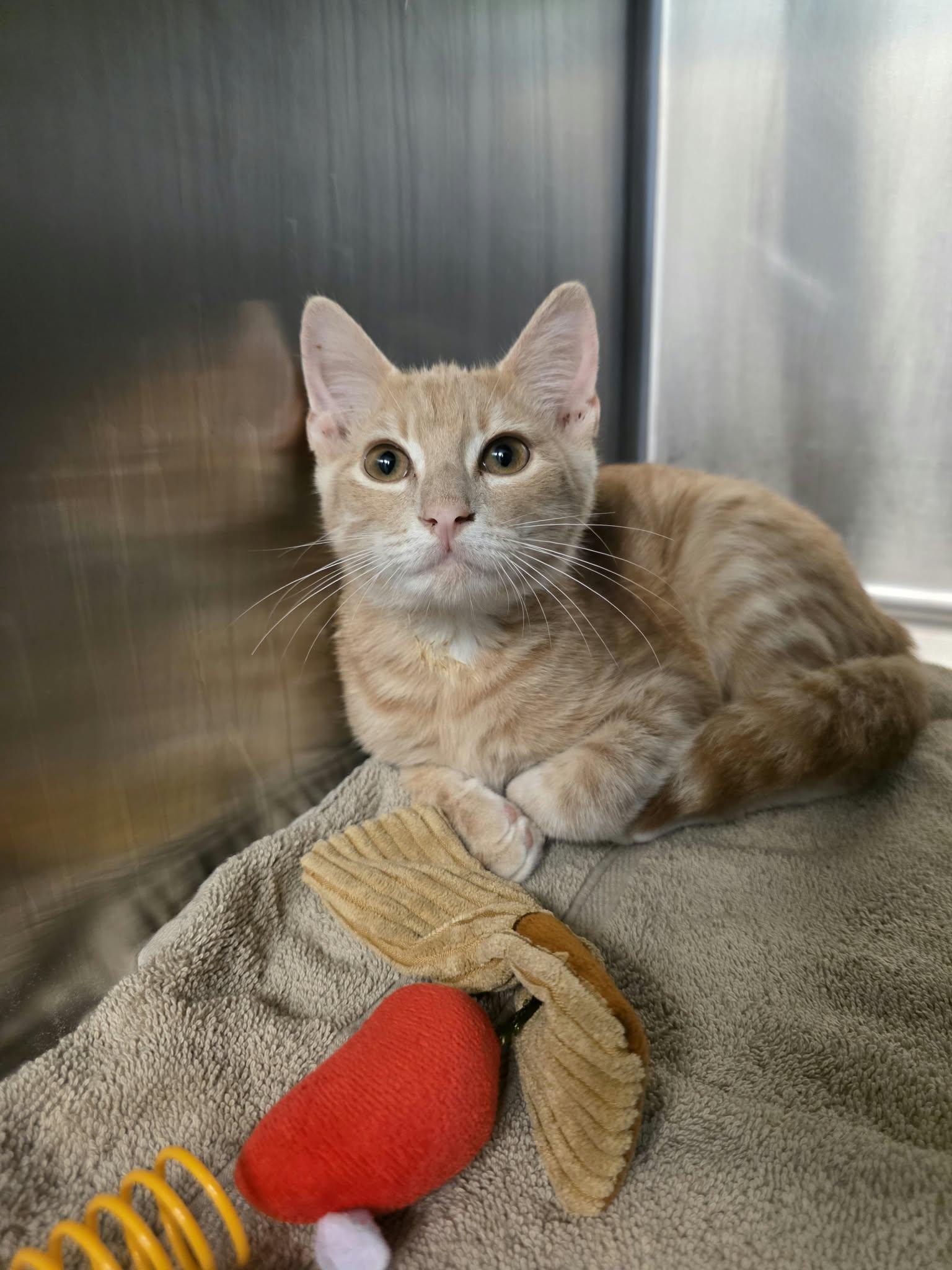 Enlarge Teddy, a Adopted Domestic Short Hair in Umatilla, FL image 3/3