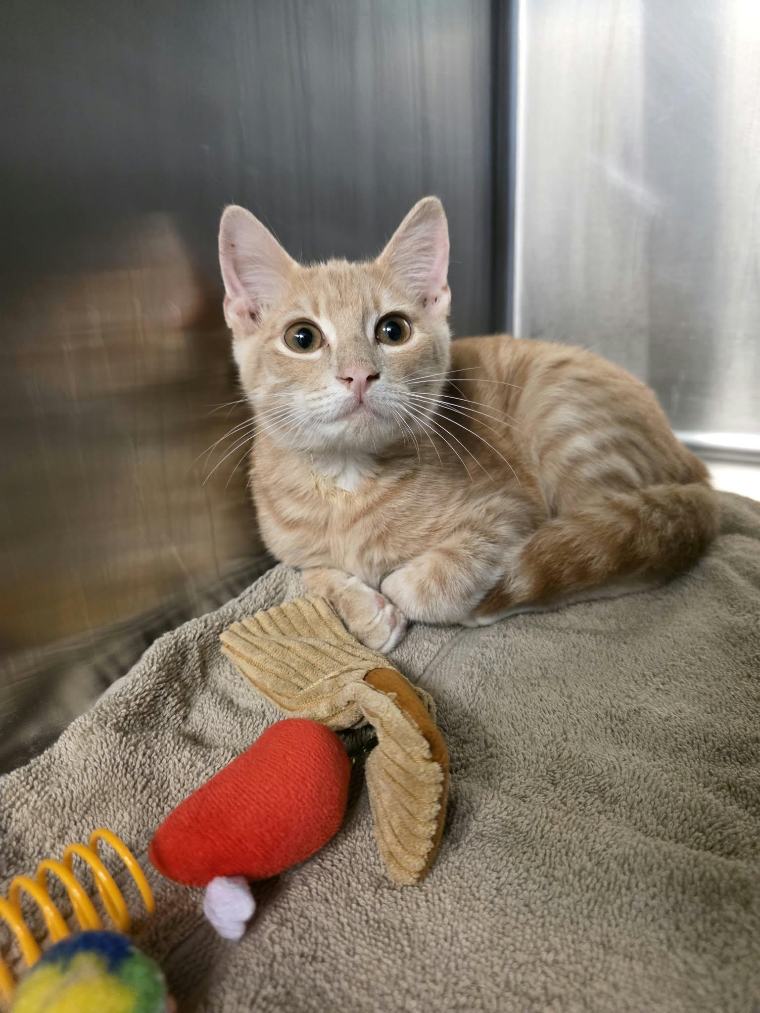 Enlarge Teddy, a Adopted Domestic Short Hair in Umatilla, FL image 1/3