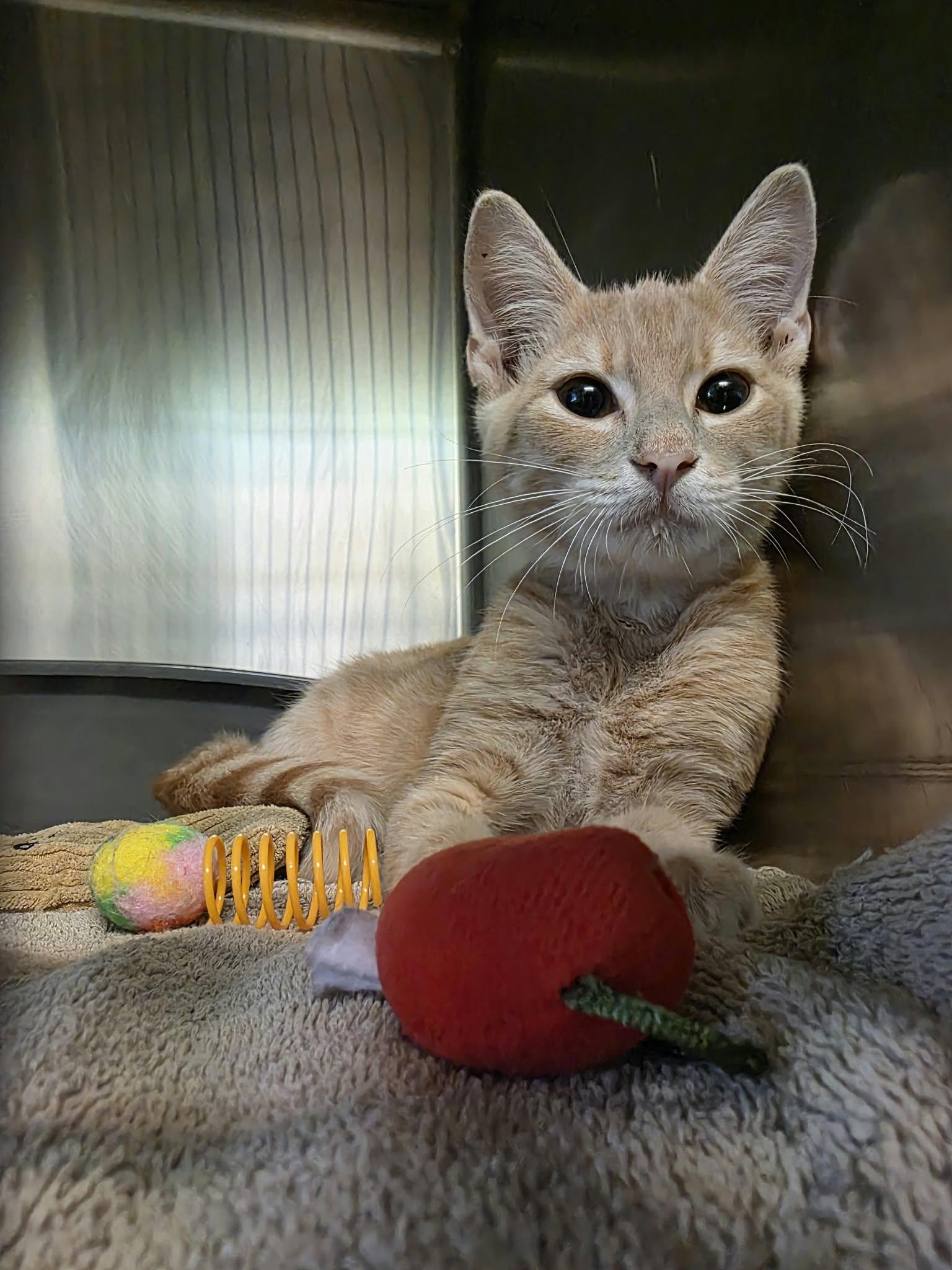 Enlarge Teddy, a Adopted Domestic Short Hair in Umatilla, FL image 2/3