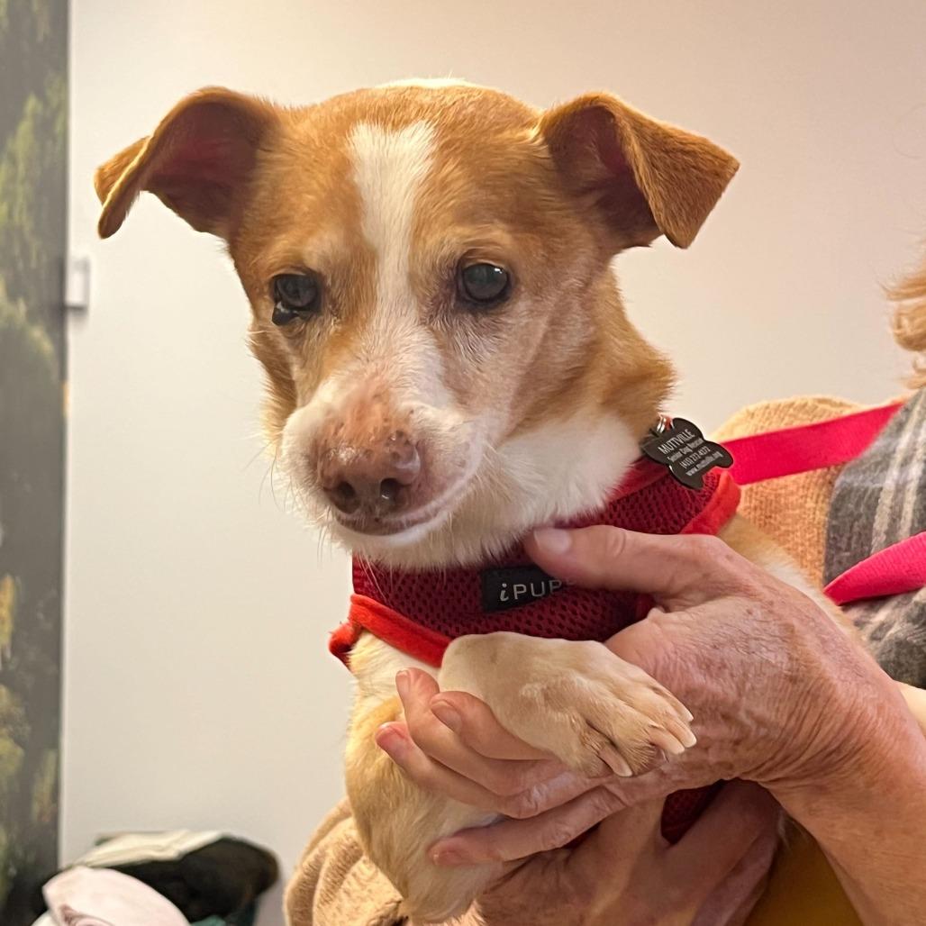 Trek 13747, Adoptable, Senior Male Terrier.