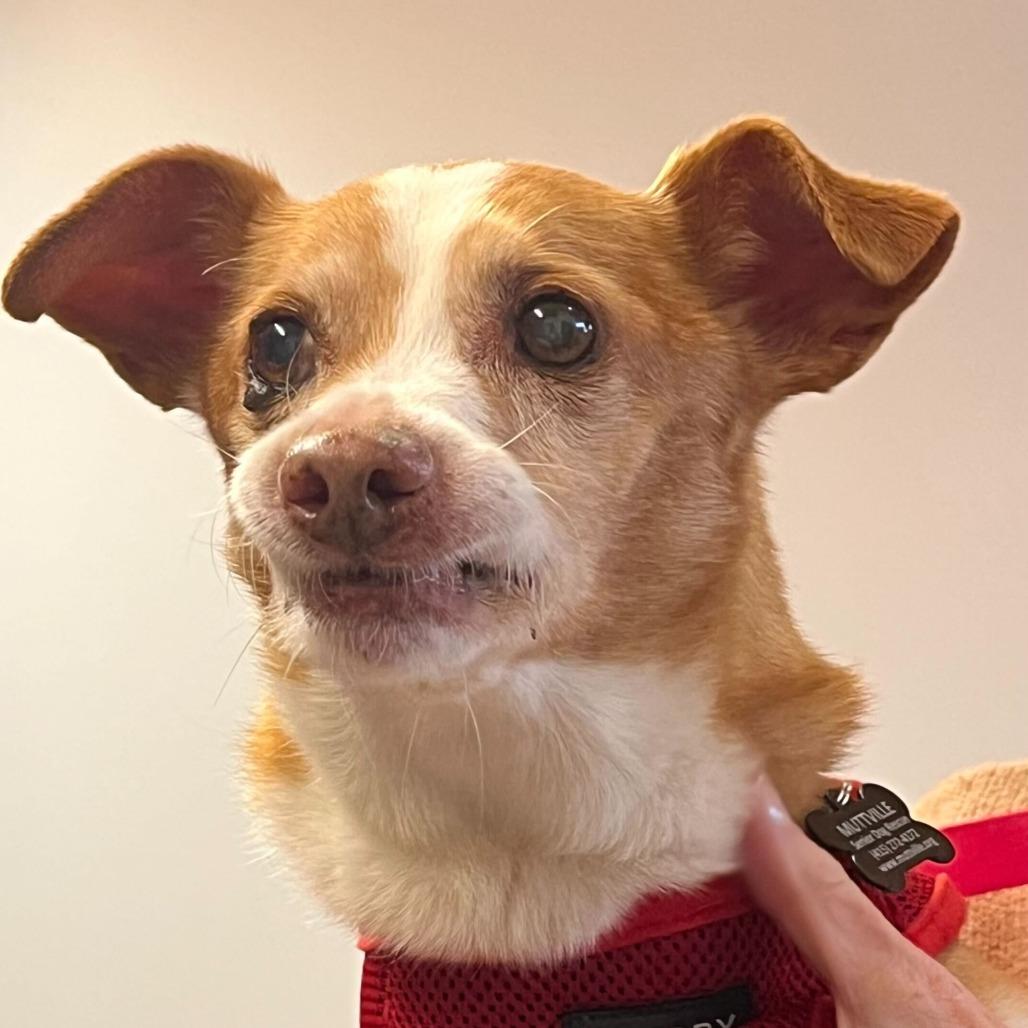 Enlarge Trek 13747, a Adoptable Terrier in San Francisco, CA image 2/6