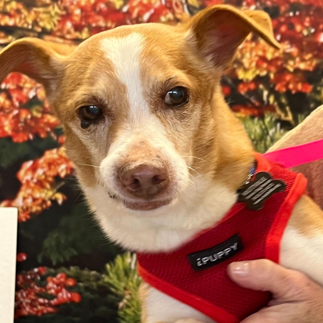 Enlarge Trek 13747, a Adoptable Terrier in San Francisco, CA image 3/6