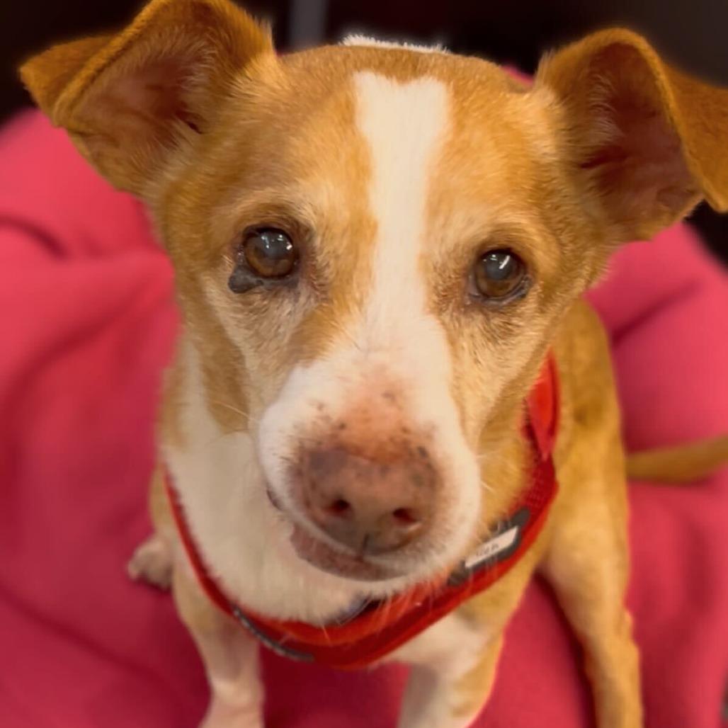 Enlarge Trek 13747, a Adoptable Terrier in San Francisco, CA image 4/6