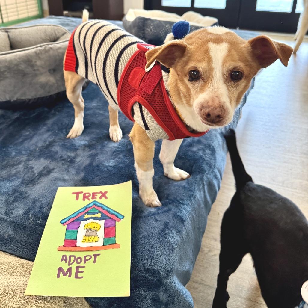 Enlarge Trek 13747, a Adoptable Terrier in San Francisco, CA image 4/6