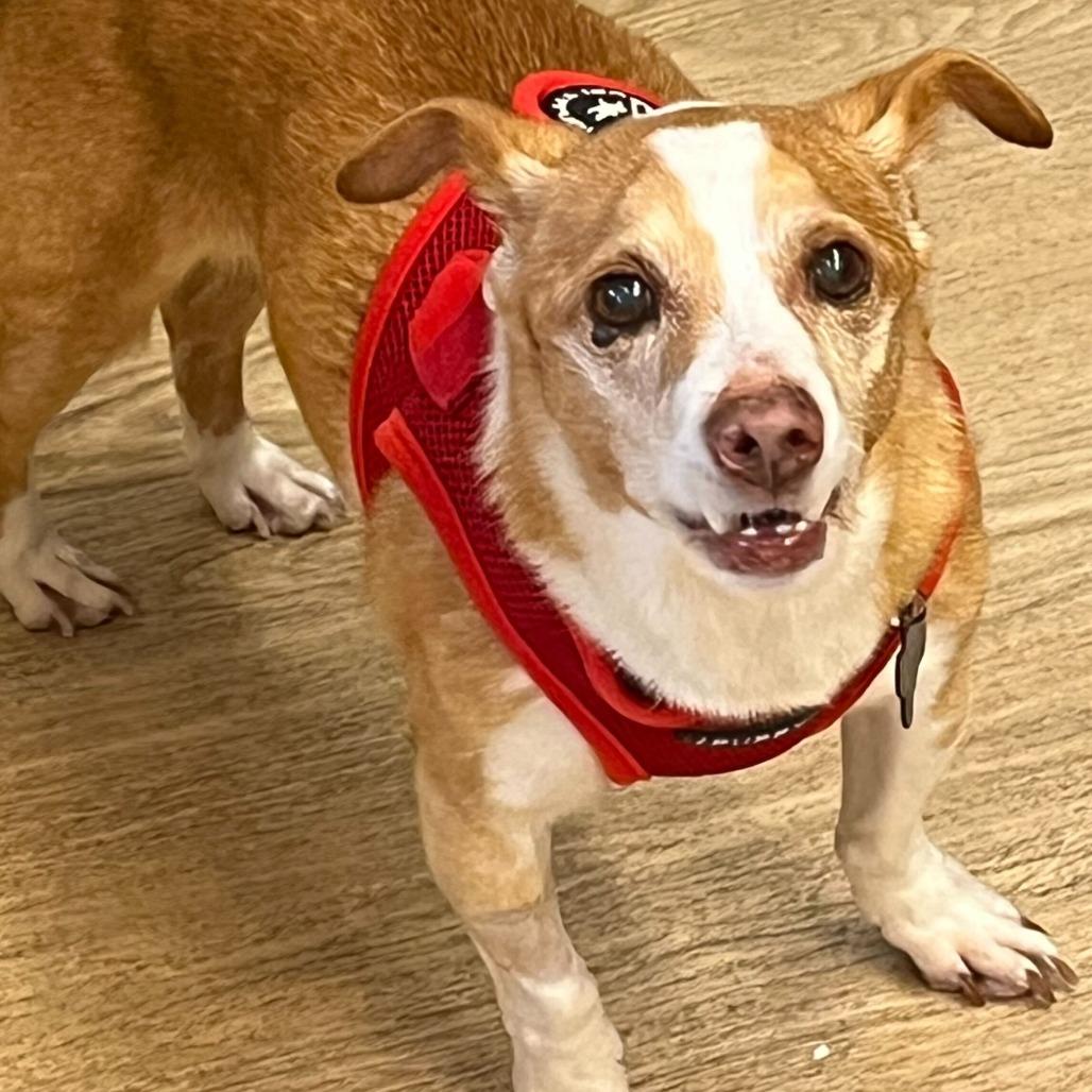 Enlarge Trek 13747, a Adoptable Terrier in San Francisco, CA image 5/6