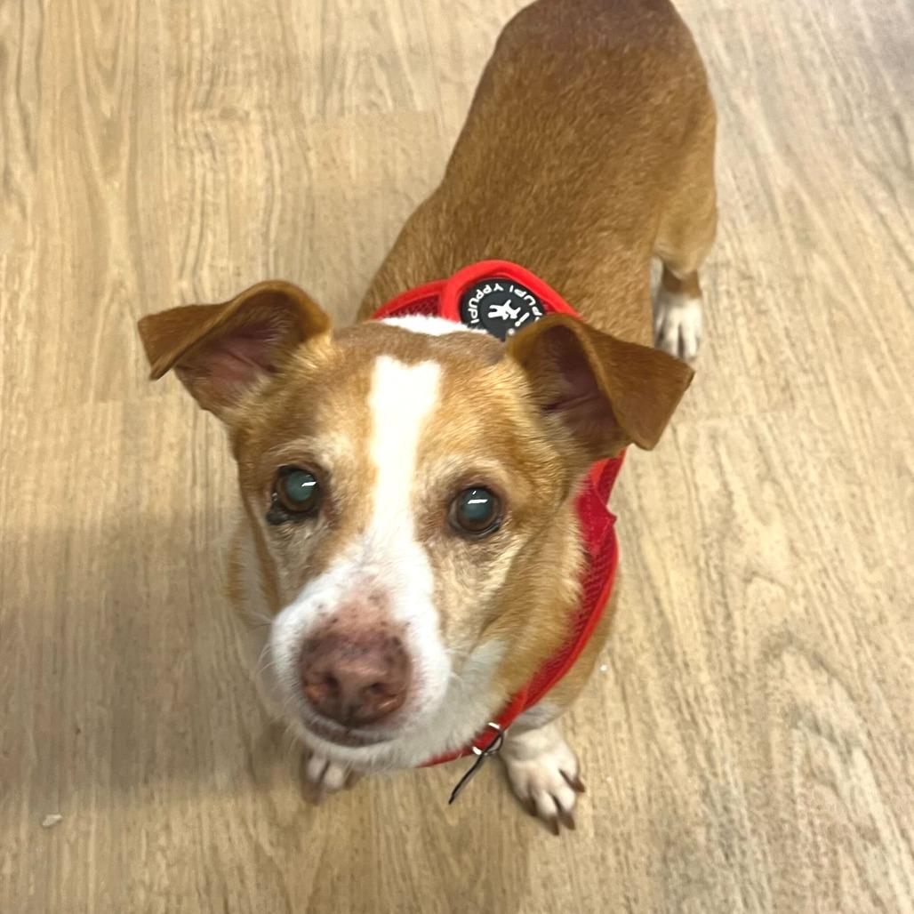 Enlarge Trek 13747, a Adoptable Terrier in San Francisco, CA image 6/6