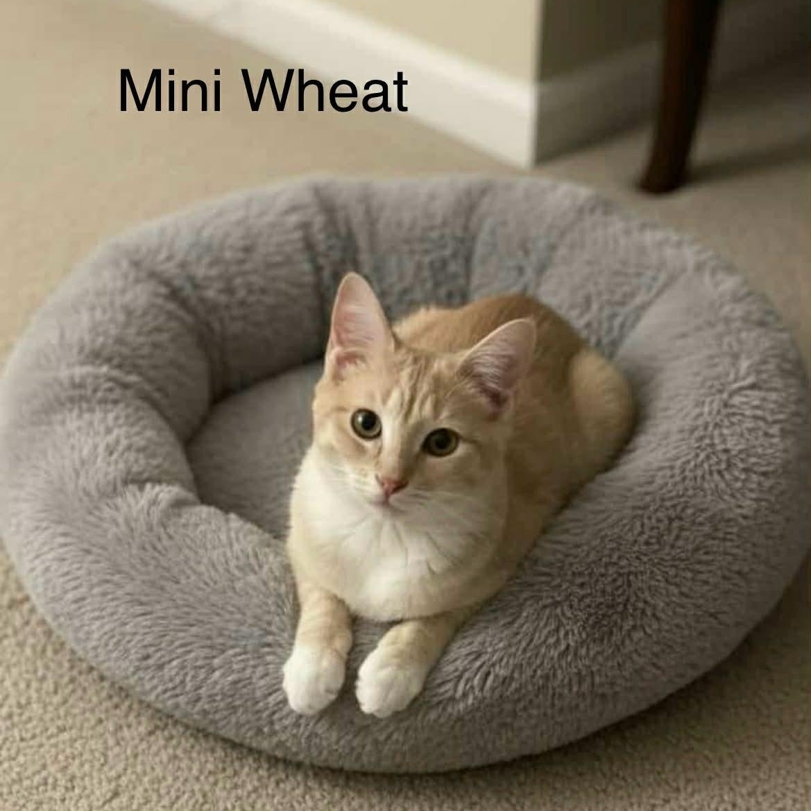 Mini Wheats, Adoptable, Kitten Female Tabby.