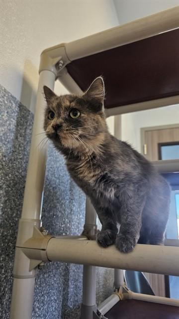 Enlarge SLOAN, a Adoptable Domestic Short Hair in Paradise, CA image 1/1