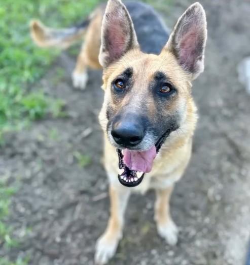 Enlarge Samantha, a ADOPTABLE German Shepherd Dog in Duxbury, MA image 1/3