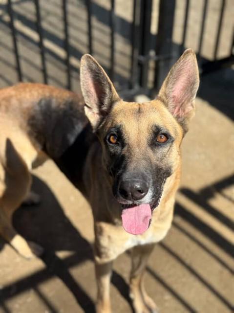 Enlarge Samantha, a ADOPTABLE German Shepherd Dog in Duxbury, MA image 2/3