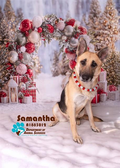 Enlarge Samantha, a ADOPTABLE German Shepherd Dog in Duxbury, MA image 3/3