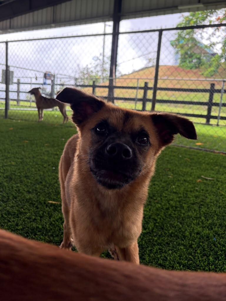 Enlarge Percy, a Adoptable Mixed Breed in Morristown, NJ image 3/3