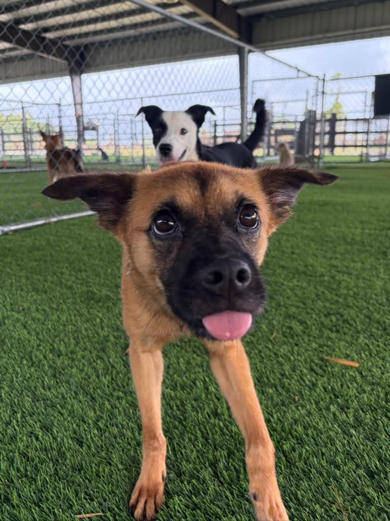 Enlarge Percy, a Adoptable Mixed Breed in Morristown, NJ image 2/3