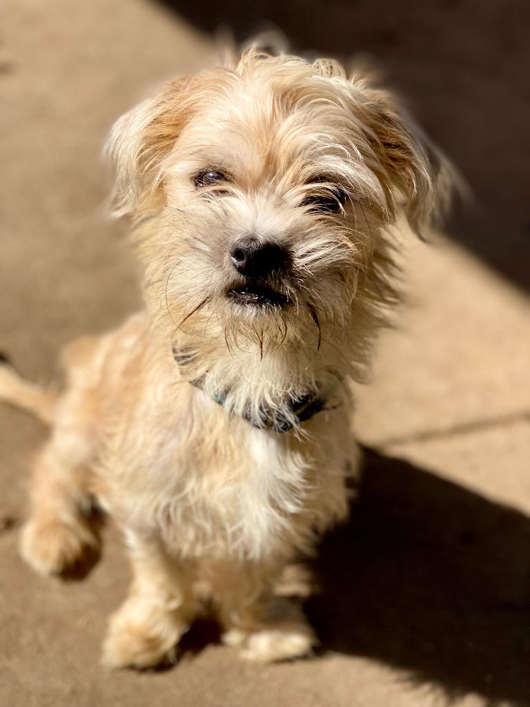 Brady, Adopted, Young Male Terrier & Mixed Breed.