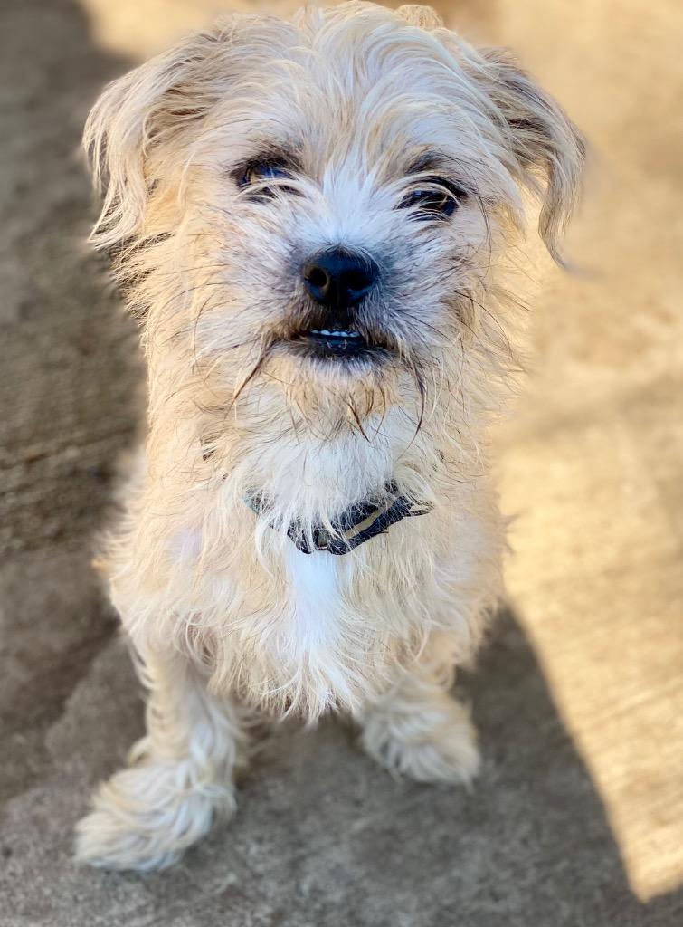 Enlarge Brady, a Adopted mixed breed in Urbandale, IA image 2/3