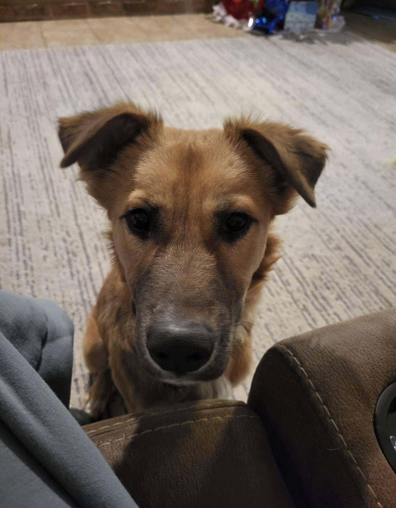 Enlarge Boots, a Adopted mixed breed in Euless, TX image 1/3