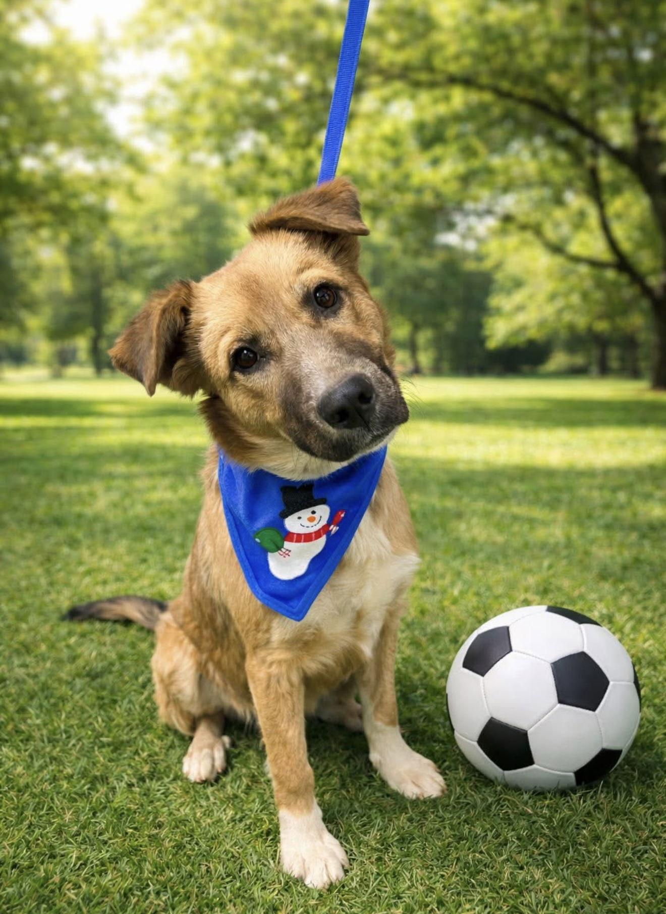 Enlarge Boots, a Adopted mixed breed in Euless, TX image 3/3