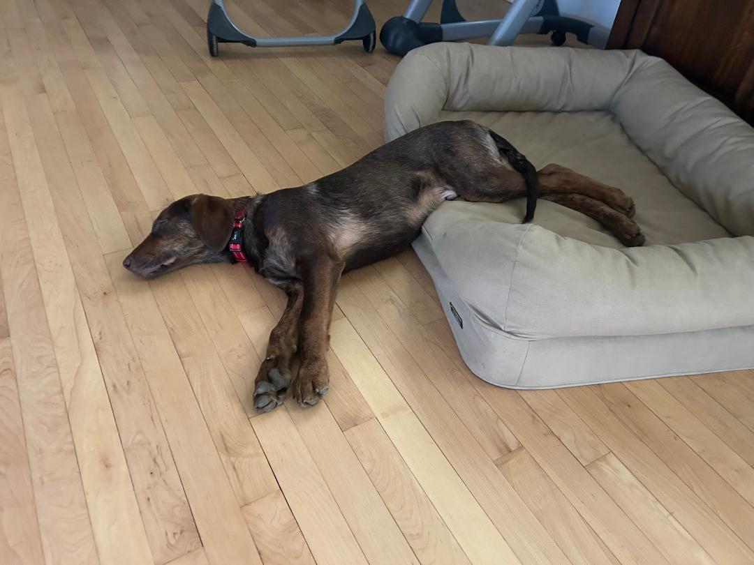 Volt Pending Adoption, a Adoptable mixed breed in South Portland, ME image 1/5