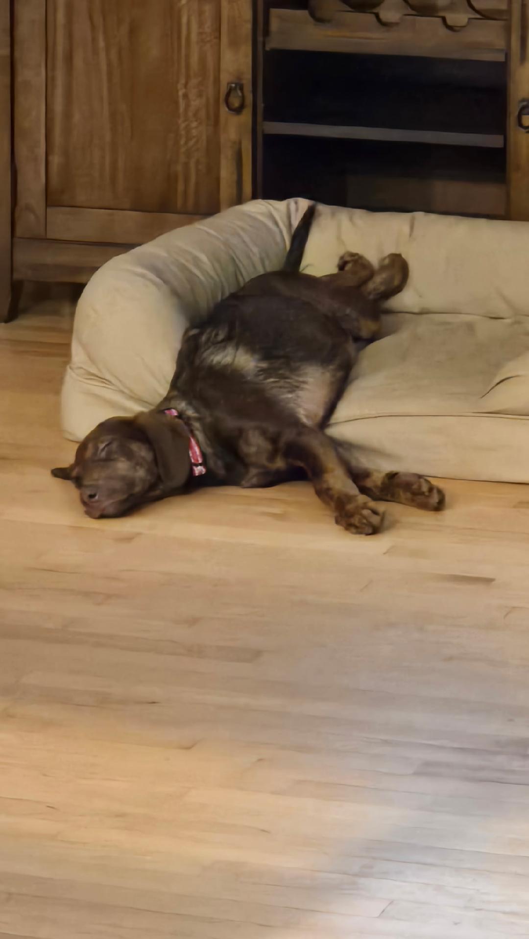 Volt Pending Adoption, a Adoptable mixed breed in South Portland, ME image 2/5