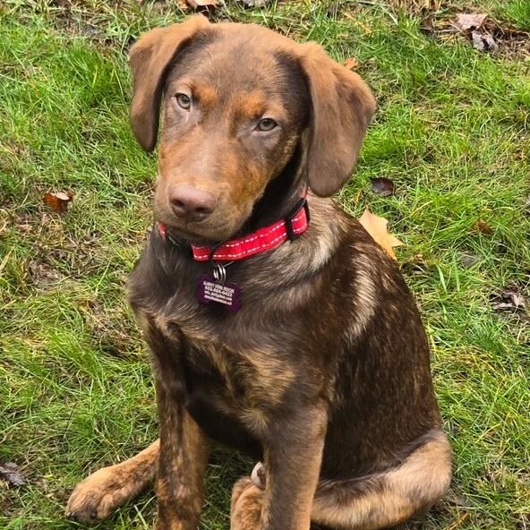 Volt Pending Adoption, Adoptable, Puppy Male Mixed Breed.