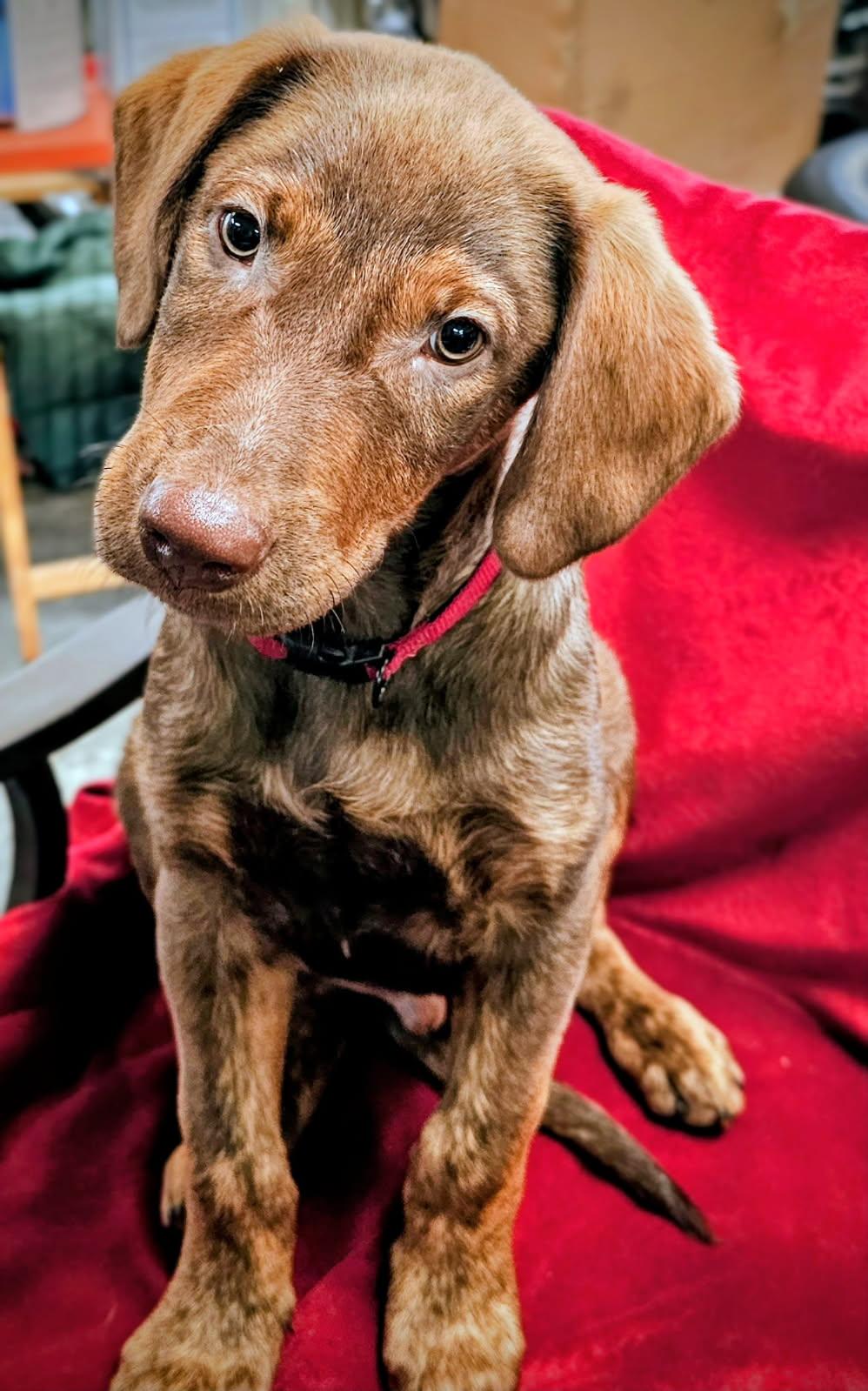 Volt Pending Adoption, a Adoptable mixed breed in South Portland, ME image 5/5