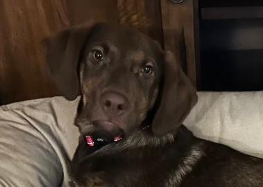 Volt Pending Adoption, a Adoptable mixed breed in South Portland, ME image 4/5