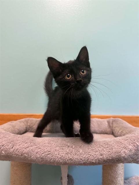 FRIED OREO, Adoptable, Kitten Male Domestic Short Hair.