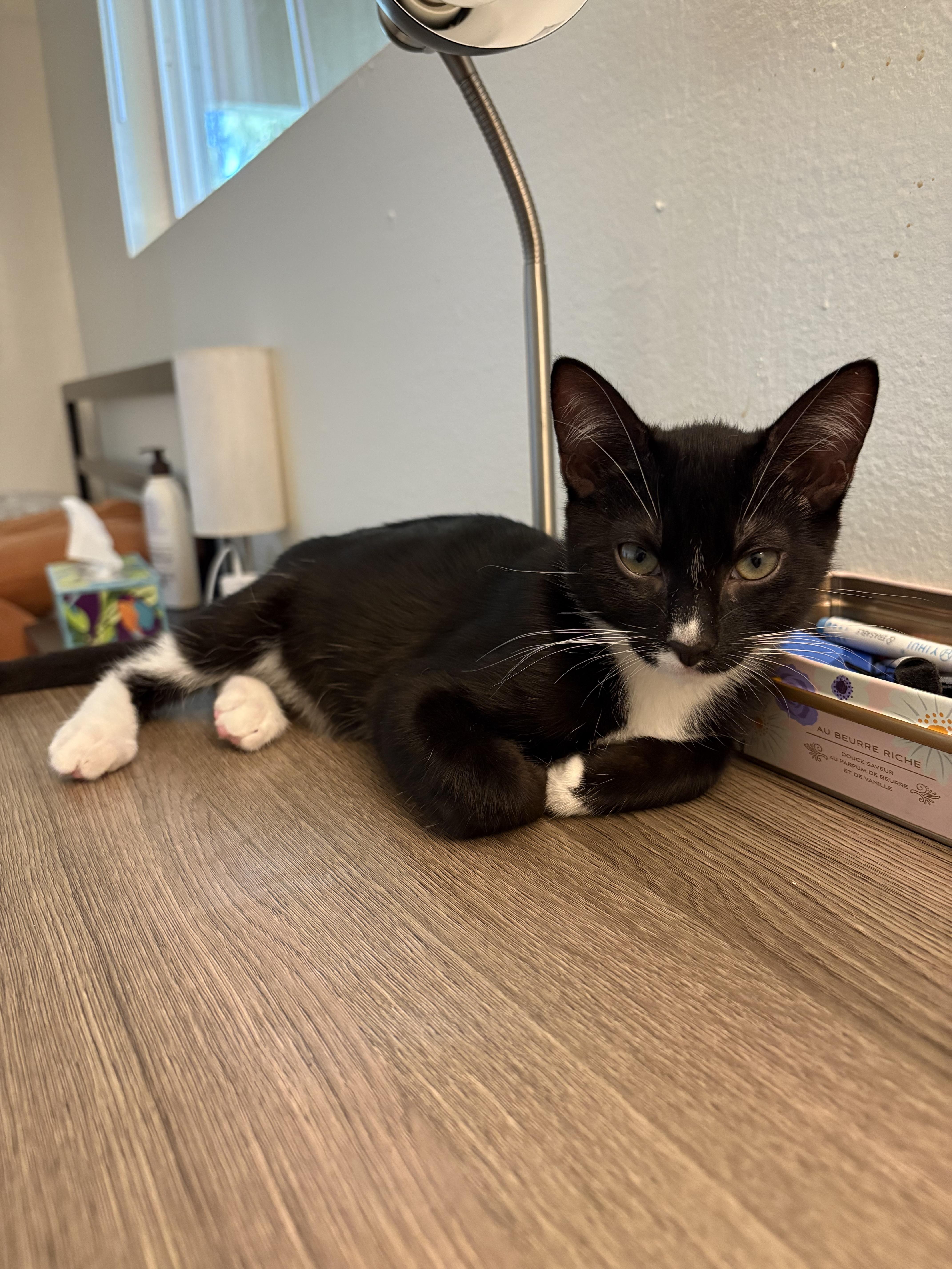 Ash, a Adoptable Domestic Short Hair in Davis, CA image 3/5