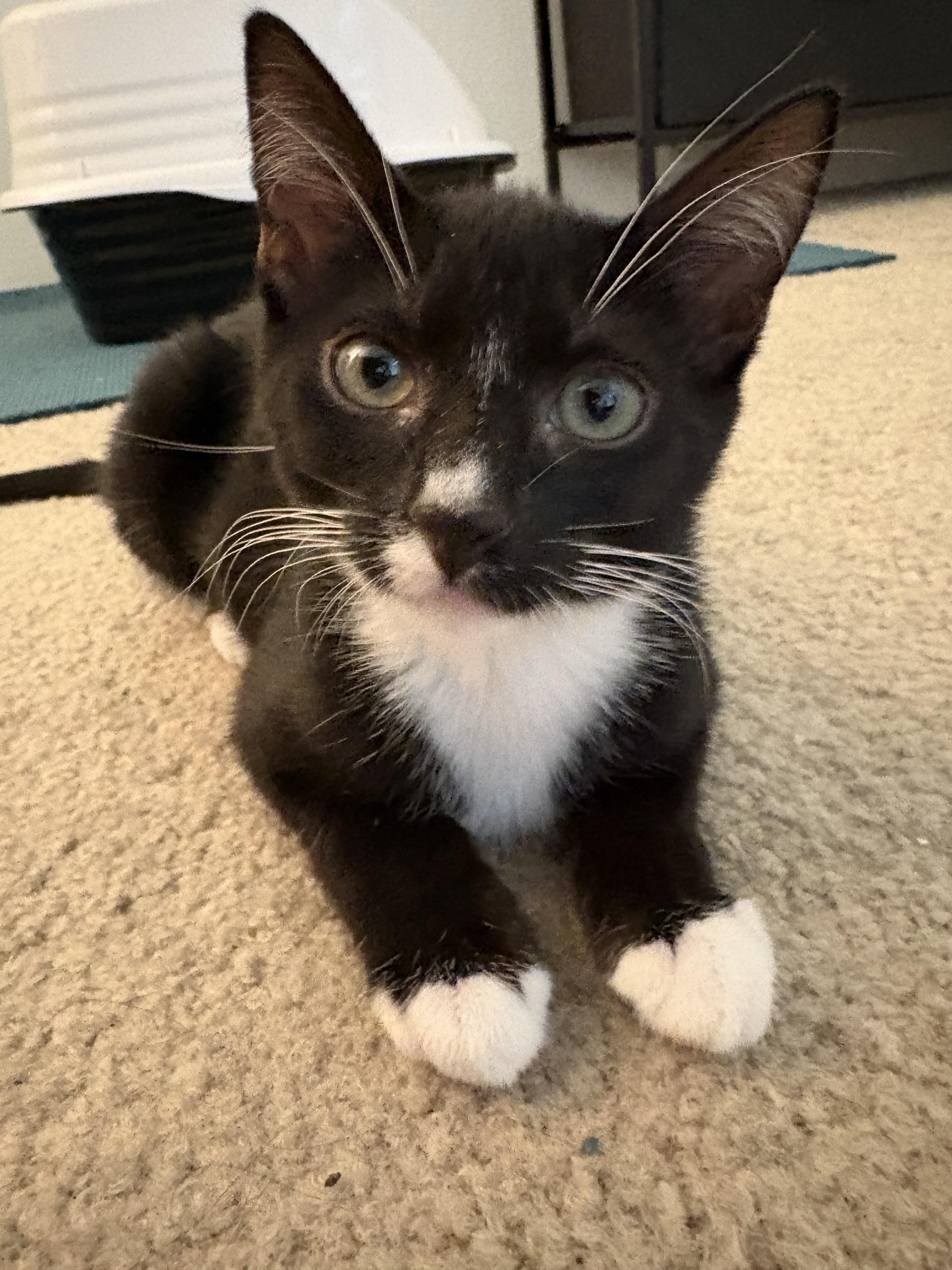 Ash, Adoptable, Kitten Male Domestic Short Hair.