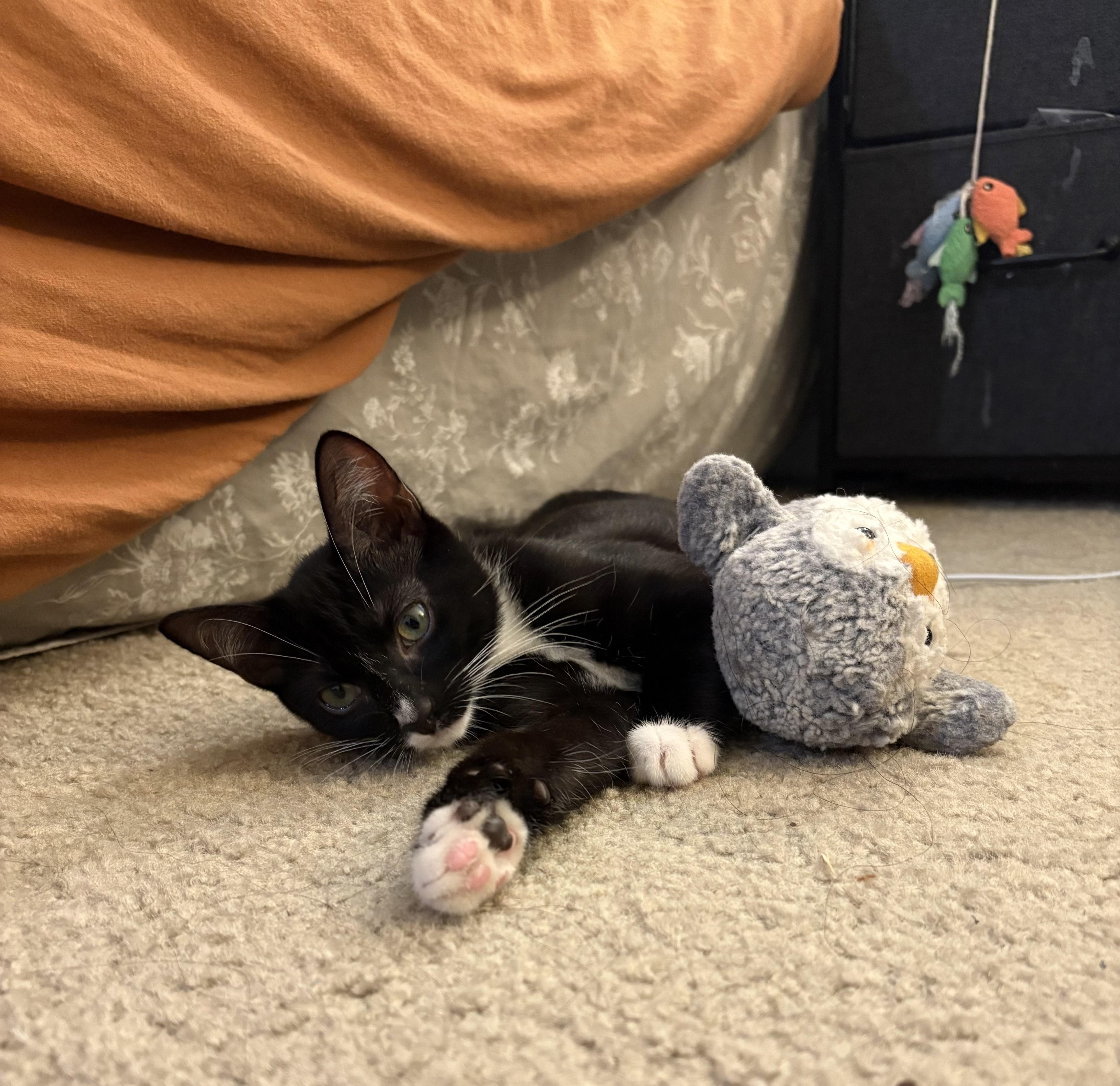 Ash, a Adoptable Domestic Short Hair in Davis, CA image 5/5