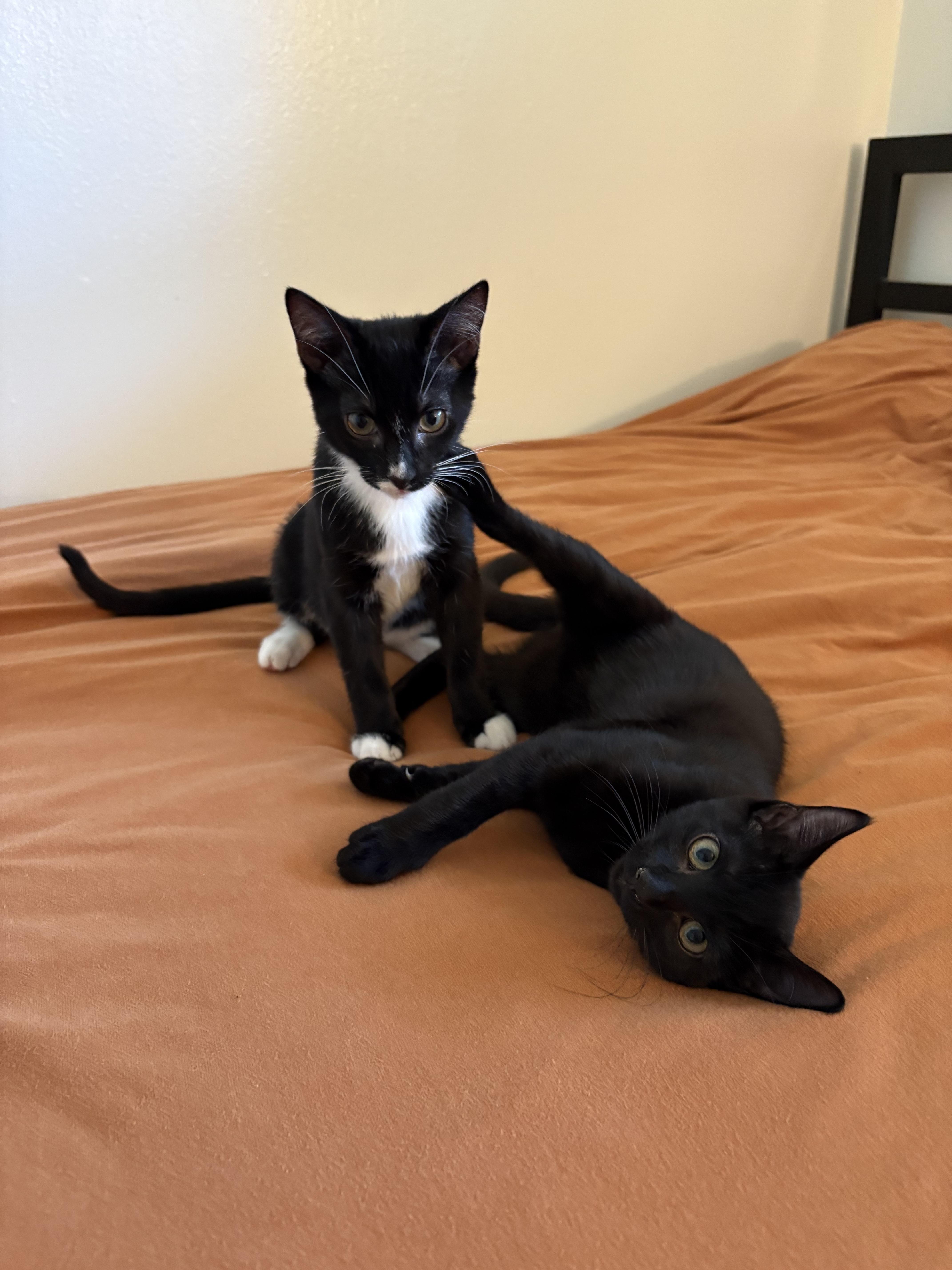 Ash, a Adoptable Domestic Short Hair in Davis, CA image 2/5