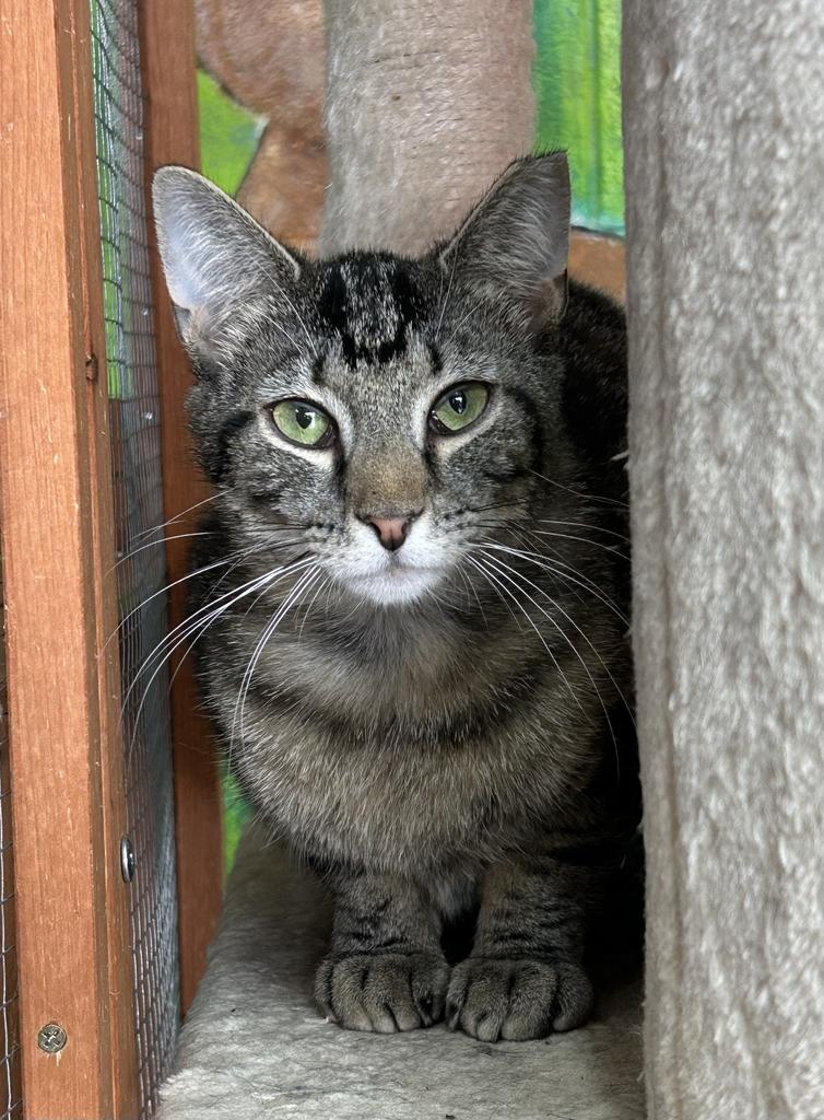 Jep, Adoptable, Adult Male Domestic Short Hair.