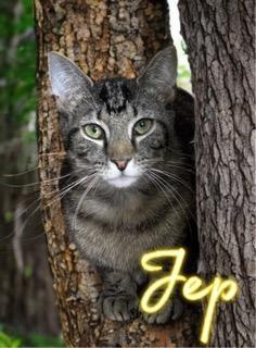 Enlarge Jep, a Adoptable mixed breed in Jim Thorpe, PA image 2/3