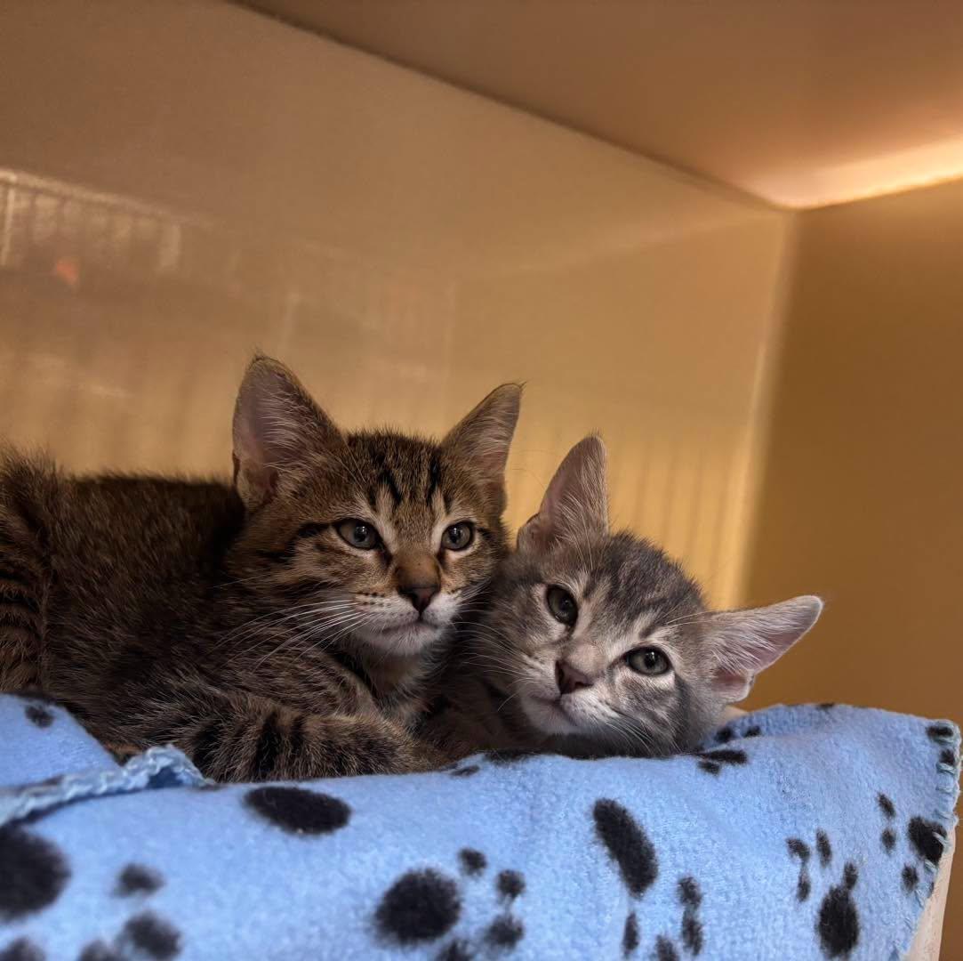 Big Mac and Small Fry, adopted, Kitten Male Domestic Short Hair.