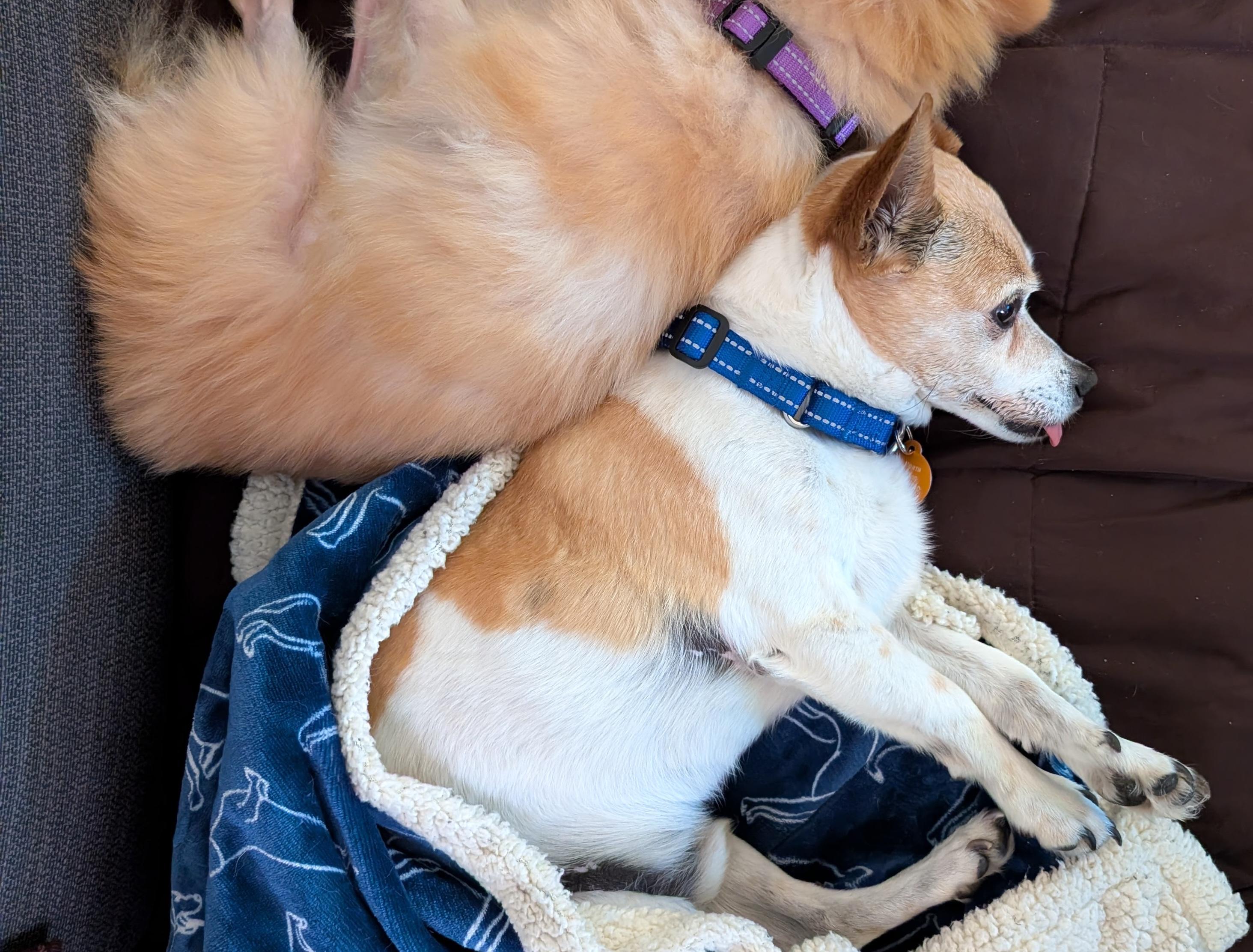 Enlarge Chippy, a Adoptable mixed breed in Brooklyn, NY image 5/6