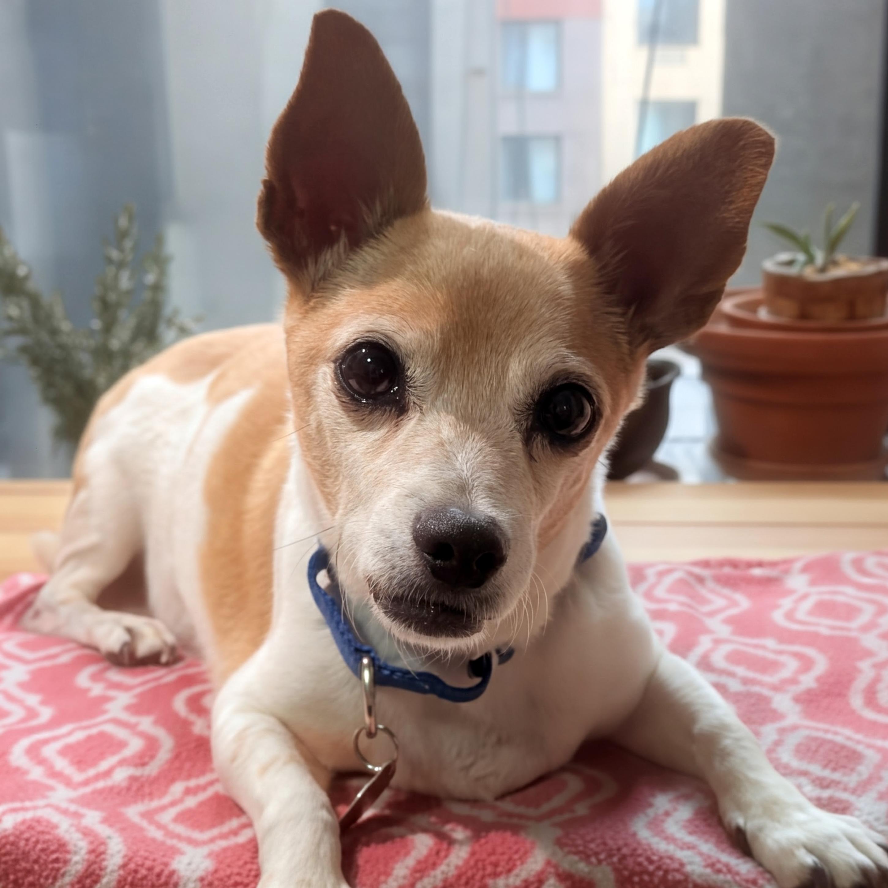 Enlarge Chippy, a Adoptable mixed breed in Brooklyn, NY image 1/6