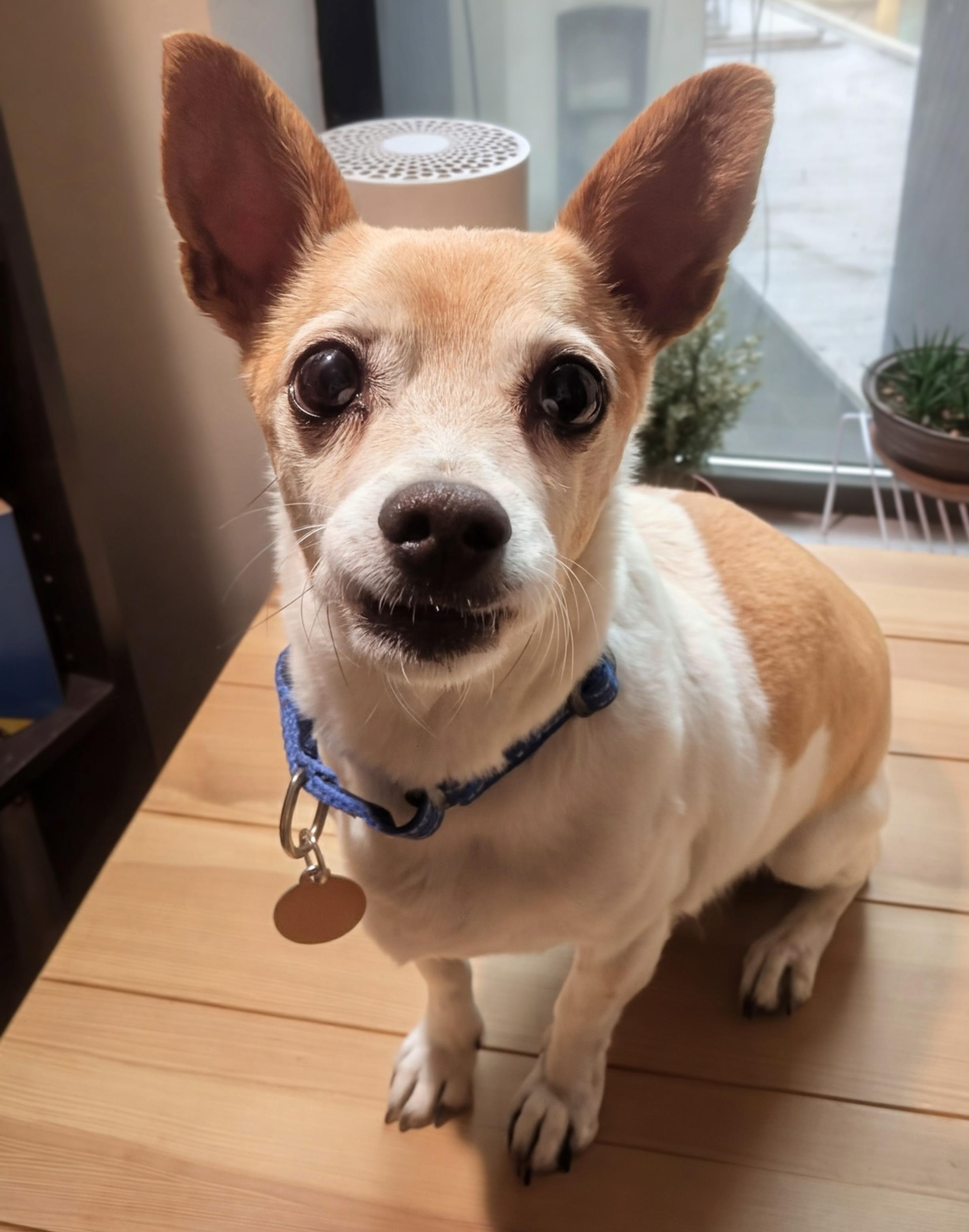 Enlarge Chippy, a Adoptable mixed breed in Brooklyn, NY image 4/6