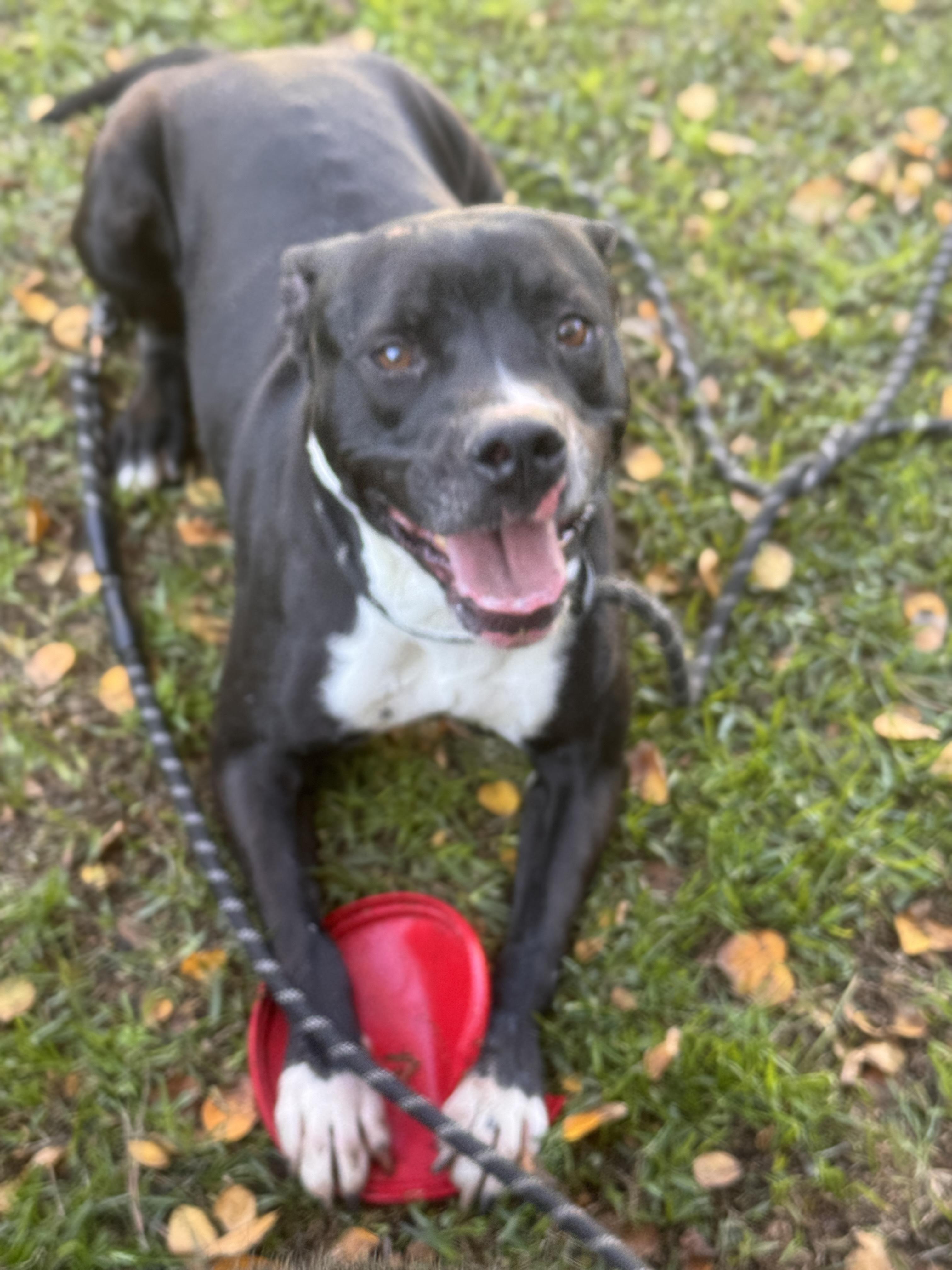 Enlarge Steven, a Adoptable mixed breed in Tarzana, CA image 1/6