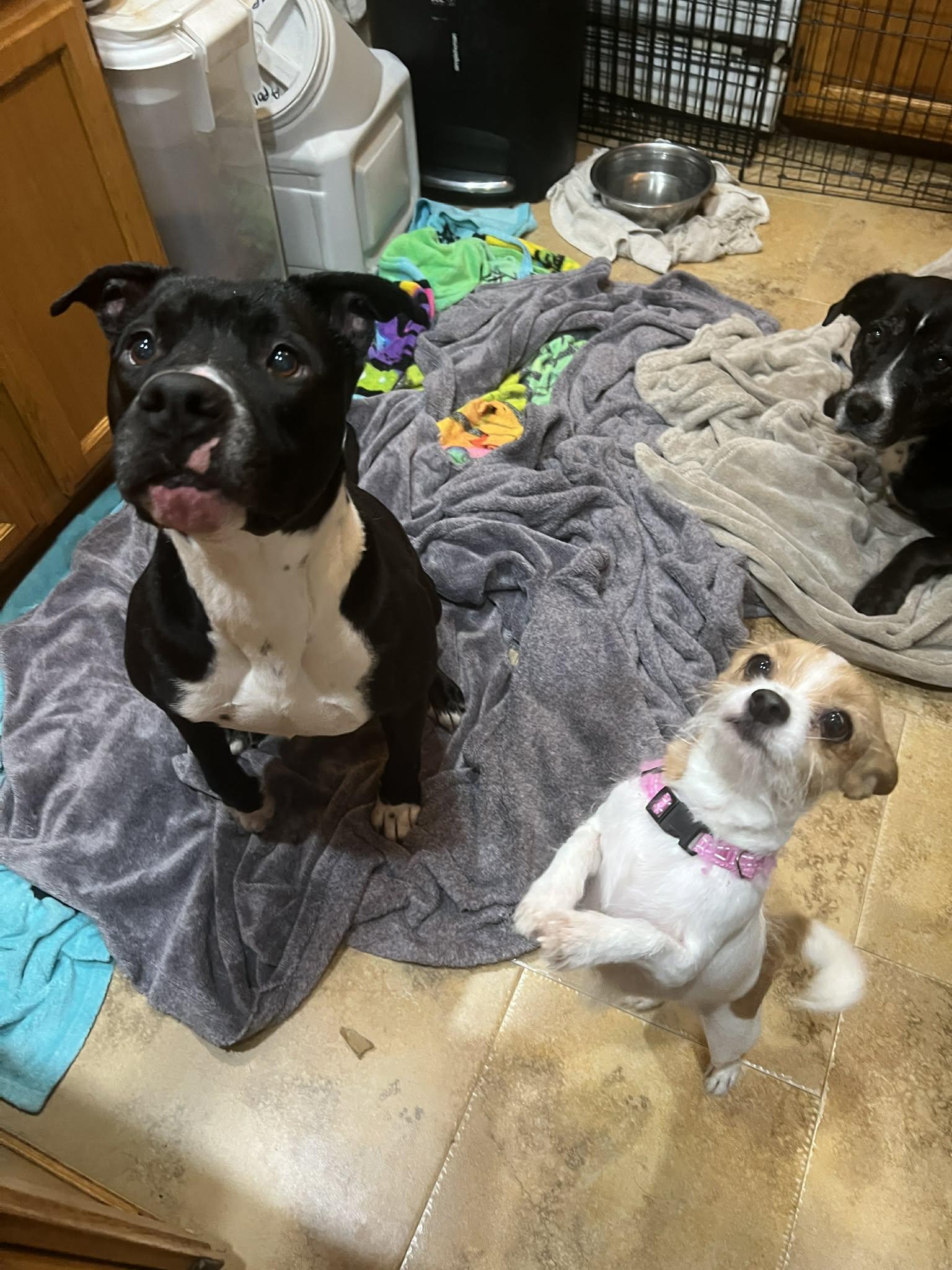 Steven, Adoptable, Adult Male Pit Bull Terrier & American Bulldog.