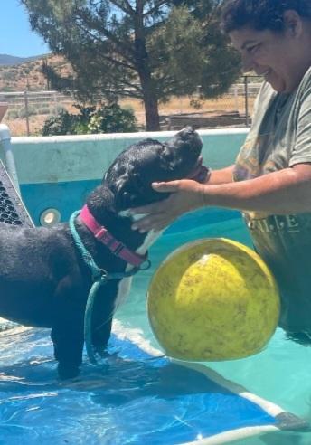 Enlarge Steven, a Adoptable mixed breed in Tarzana, CA image 4/6
