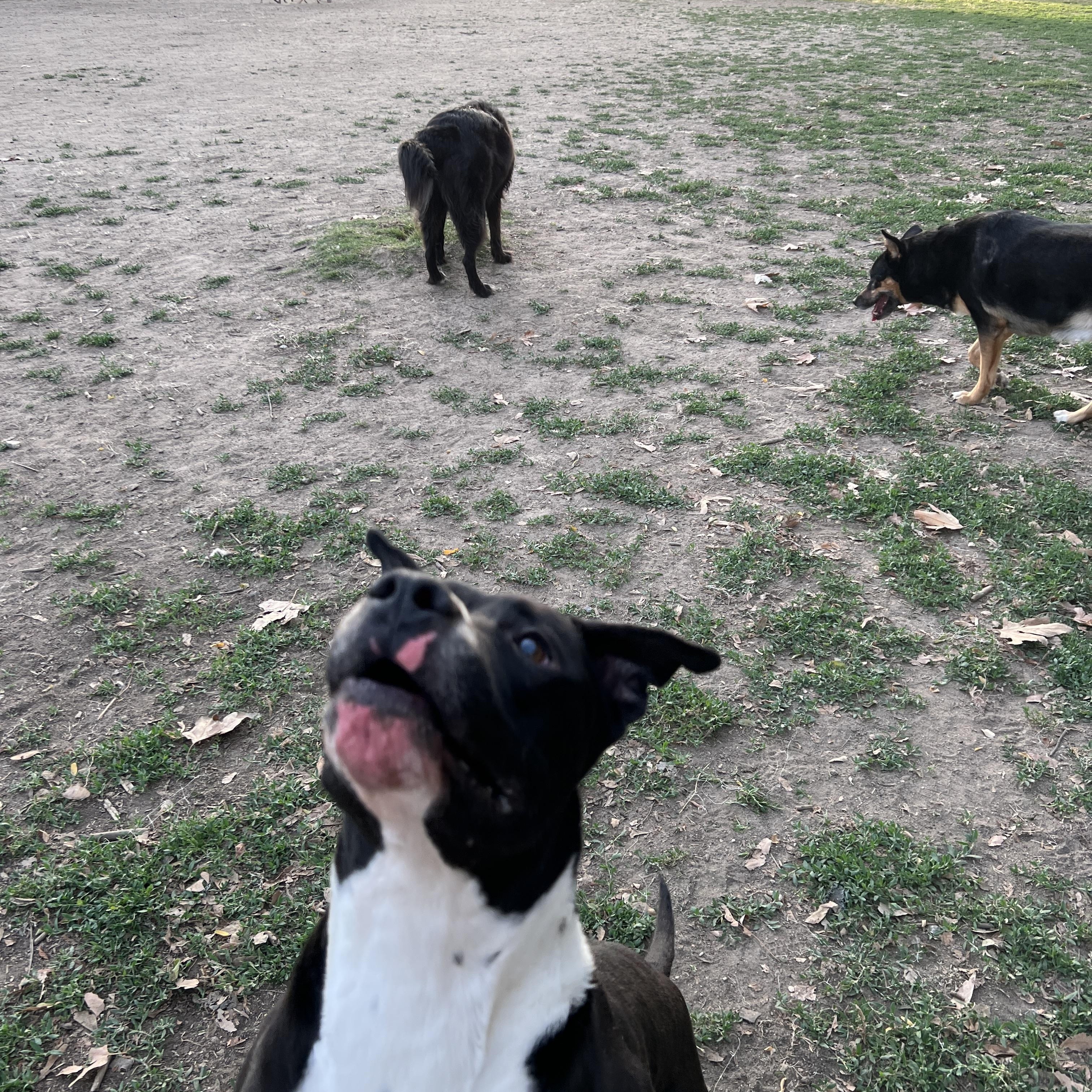 Enlarge Steven, a Adoptable mixed breed in Tarzana, CA image 6/6