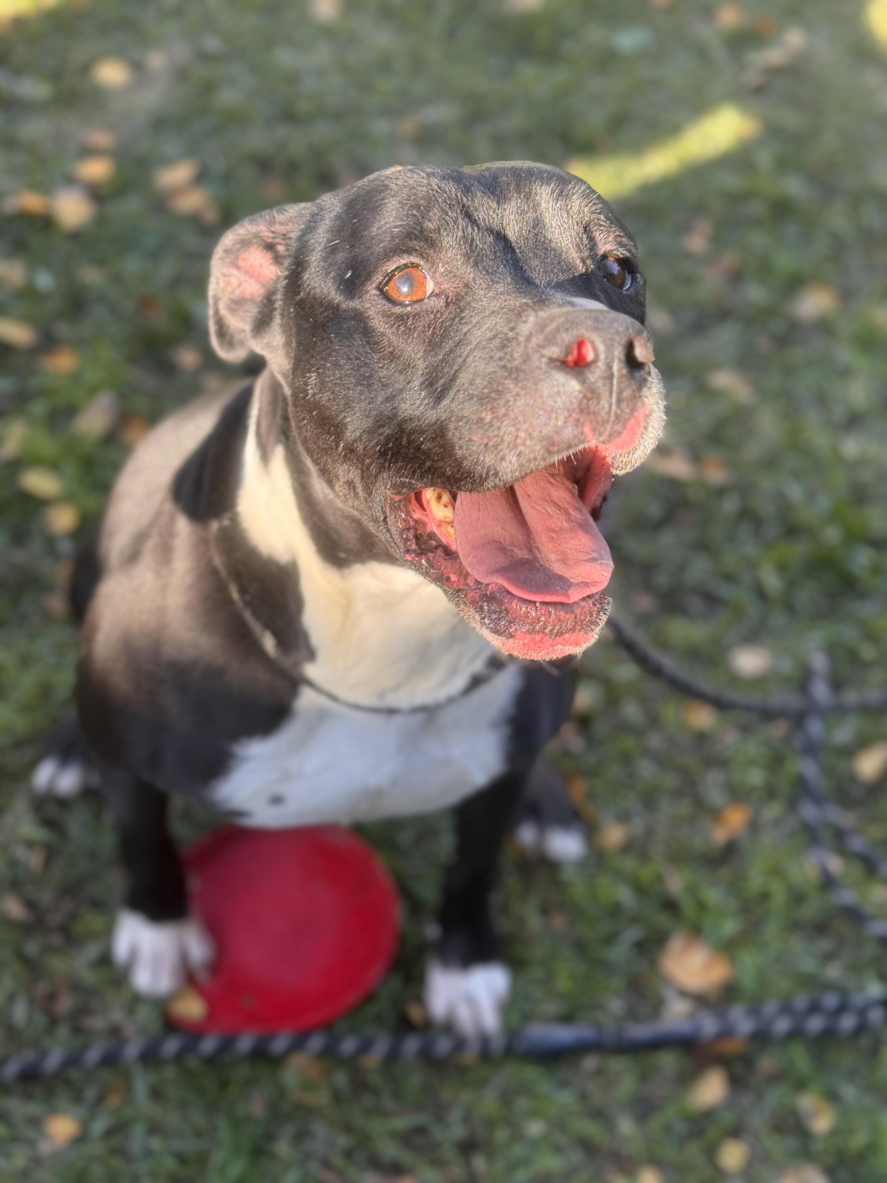 Steven, Adoptable, Young Male Pit Bull Terrier & American Bulldog.
