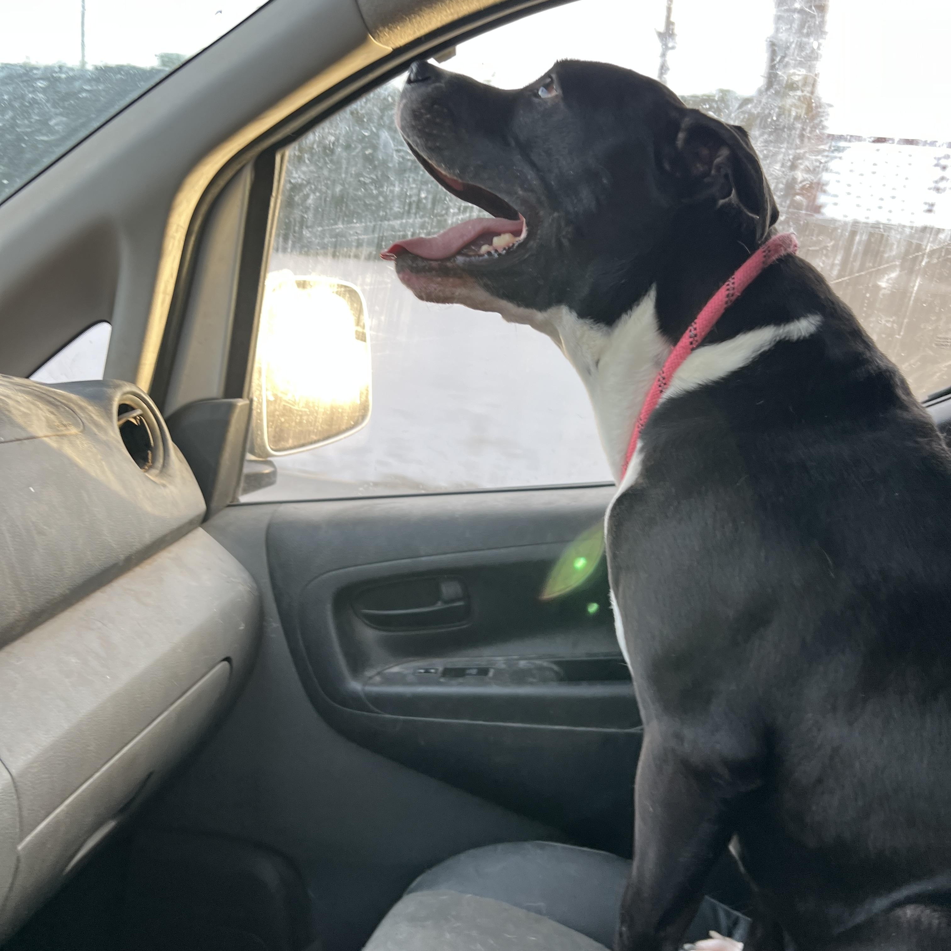 Enlarge Steven, a Adoptable mixed breed in Tarzana, CA image 5/6