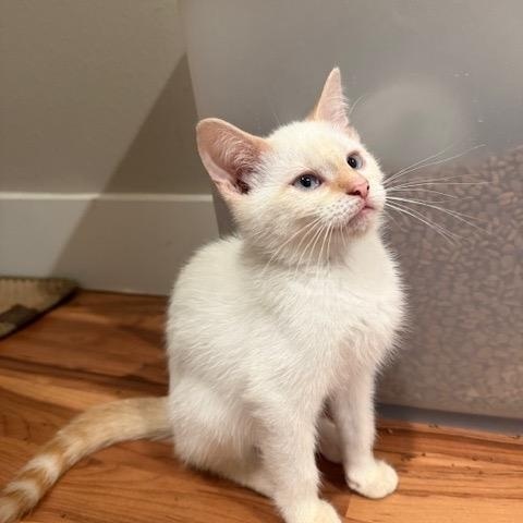 Tasha, Adopted, Young Female Siamese.