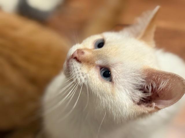 Tasha, a Adopted mixed breed in Crossville, TN image 2/3